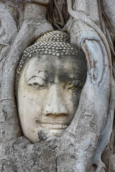 Hlava Budhy Kořeny Stromů Chrámu Wat Mahathat Ayutthaya Thajsko — Stock fotografie