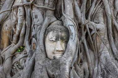 Ağaç kökleri Ayutthaya, Tayland Wat Mahathat Tapınağı'nda baş Buda heykeli.