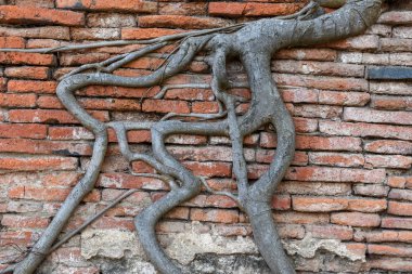 Bir tuğla duvar arka plan ve dokular için kökleri