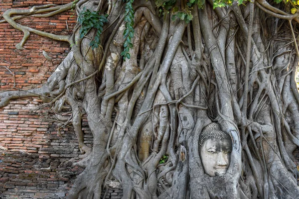 Testa Statua Buddha Nelle Radici Degli Alberi Tempio Wat Mahathat — Foto Stock