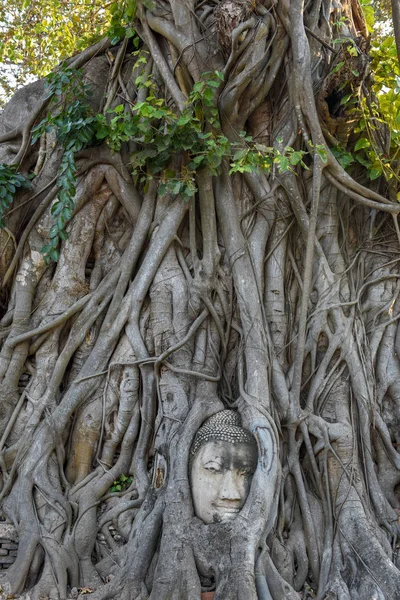 Testa Statua Buddha Nelle Radici Degli Alberi Tempio Wat Mahathat — Foto Stock