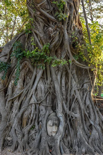 Cabeza Estatua Buda Las Raíces Los Árboles Templo Wat Mahathat — Foto de Stock