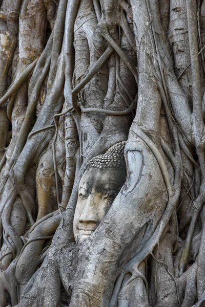 Testa Statua Buddha Nelle Radici Degli Alberi Tempio Wat Mahathat — Foto Stock