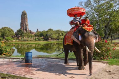 Ayutthaya, Tayland - 5 Ocak 2018: turist Tayland Ayutthaya tarihsel Park'ta bir tapınak ziyareti sırasında bir fil üzerinde