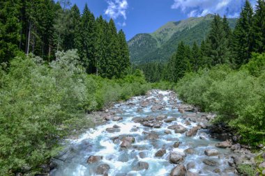 Adamello Brenta Tabiat Parkı, Dolomites, İtalya için ormandaki akan nehir