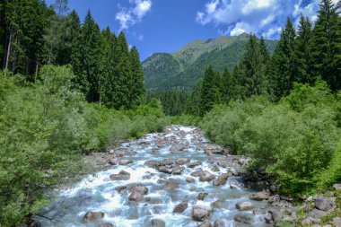 Adamello Brenta Tabiat Parkı, Dolomites, İtalya için ormandaki akan nehir