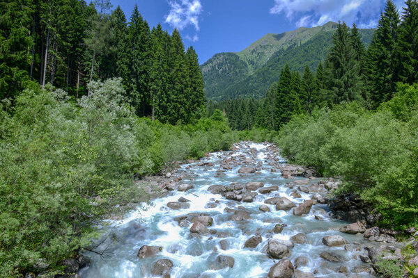 River flowing in the forest in the Adamello Brenta Natural Park, Dolomites, Italy
