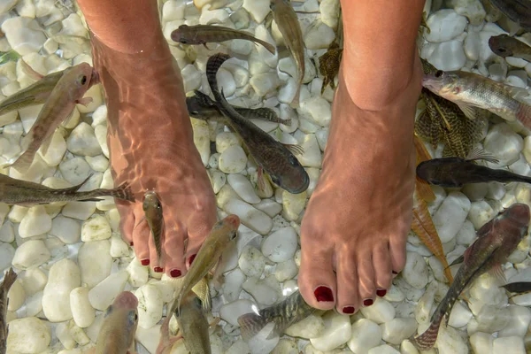 Pescado Spa Pies Pedicura Cuidado Piel Tratamiento Bangkok Tailandia —  Fotos de Stock