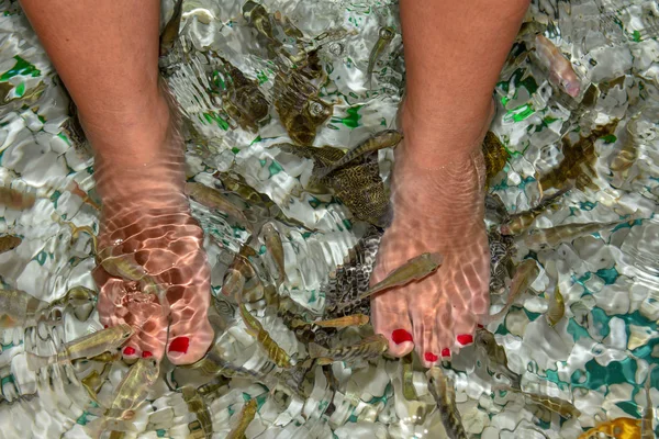 Pescado Spa Pies Pedicura Cuidado Piel Tratamiento Bangkok Tailandia —  Fotos de Stock