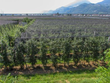 Apple plantasyonunda Lana South Tyrol İtalya Tarih içinde