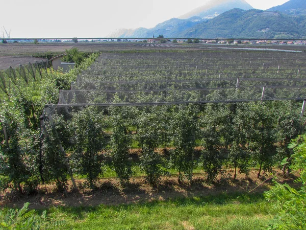 Plantation Pommes Lana Dans Tyrol Sud Italie — Photo