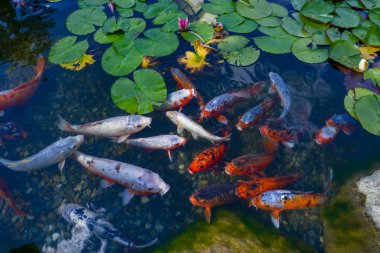 Beautiful nymphea among the leaves and gold fish in the water of the pond. clipart