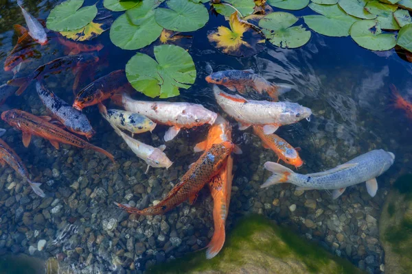 Schöne Nymphe Zwischen Blättern Und Goldfischen Teichwasser — Stockfoto