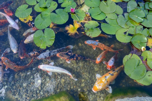 Schöne Nymphe Zwischen Blättern Und Goldfischen Teichwasser — Stockfoto