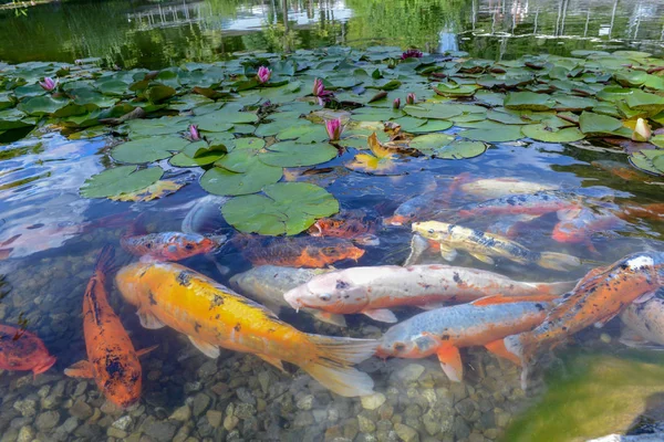 葉と池の水で金の魚の間で美しい Nymphea — ストック写真