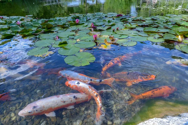 Yaprakları ve altın balık su birikintisi arasında güzel nymphea.