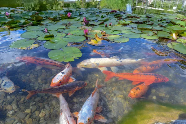 Yaprakları ve altın balık su birikintisi arasında güzel nymphea.