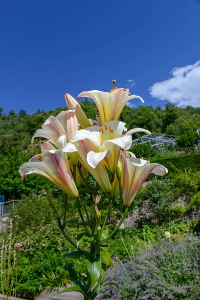 White Geranium Botanic Garden Trauttmansdorff Castle Meran Italy — Stock Photo, Image