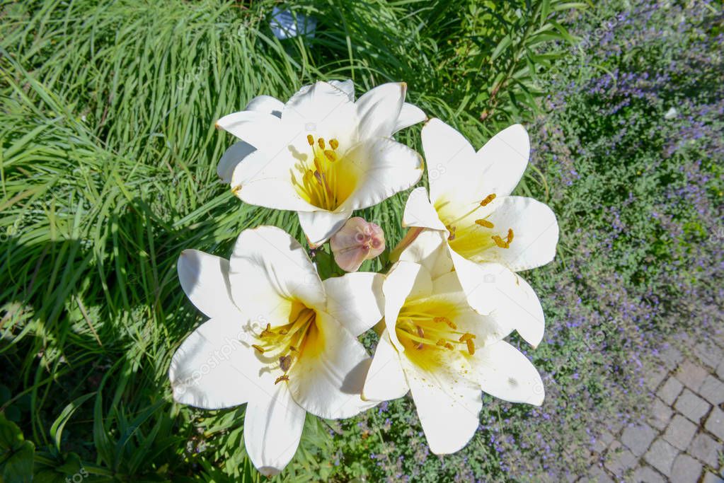 White geranium at botanic garden of Trauttmansdorff Castle at Meran on Italy
