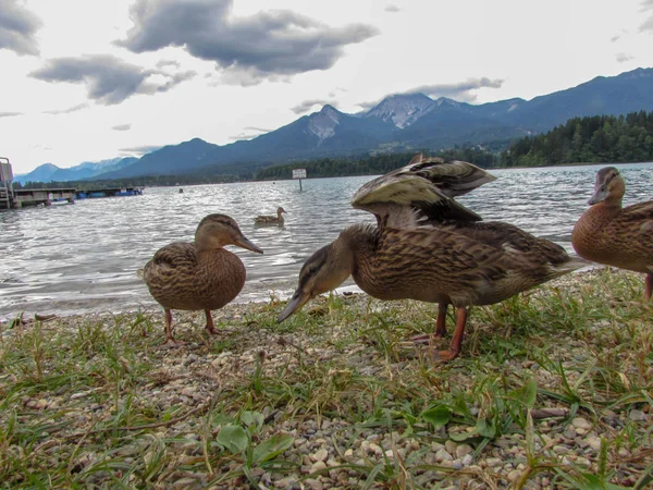 Stacje Dokujące Przy Plaży Nad Jeziorem Fakkar Karyntii Austria — Zdjęcie stockowe