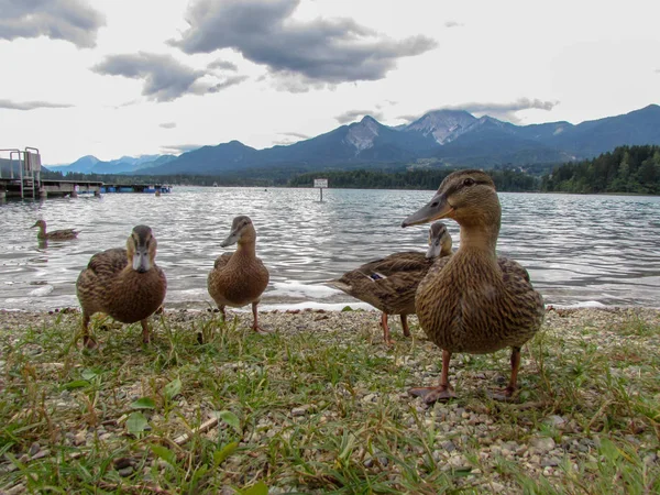 Quais Sur Une Plage Lac Fakkar Carinthie Autriche — Photo