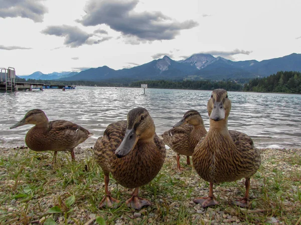 Stacje Dokujące Przy Plaży Nad Jeziorem Fakkar Karyntii Austria — Zdjęcie stockowe