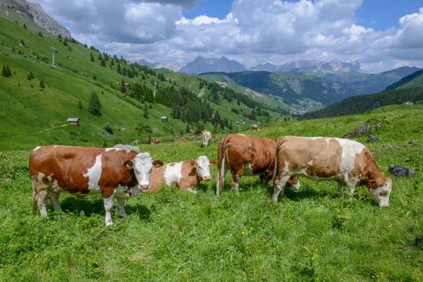 Manada Vacas Los Alpes Dolomitas Italia —  Fotos de Stock