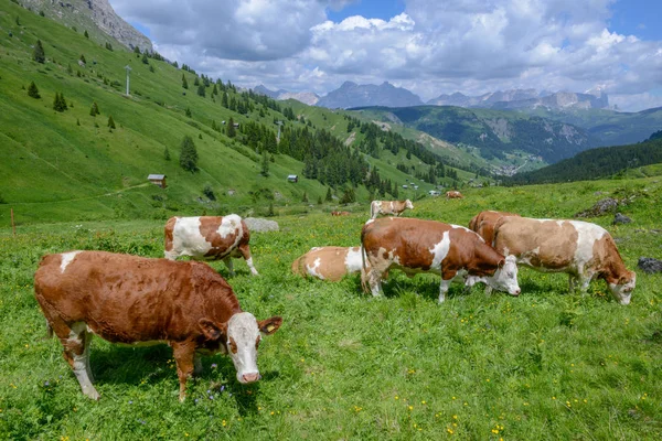 Manada Vacas Los Alpes Dolomitas Italia —  Fotos de Stock