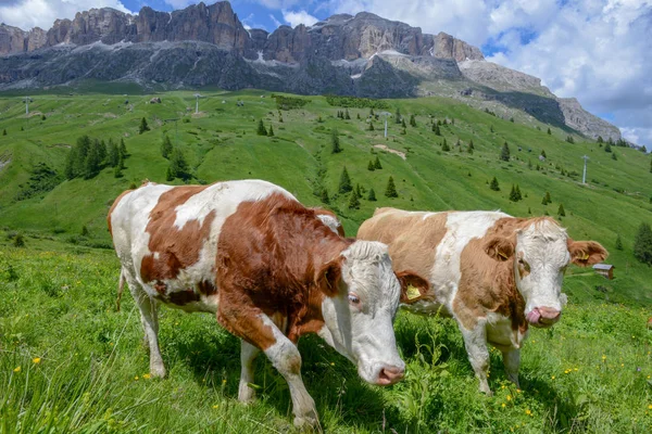 Manada Vacas Los Alpes Dolomitas Italia —  Fotos de Stock