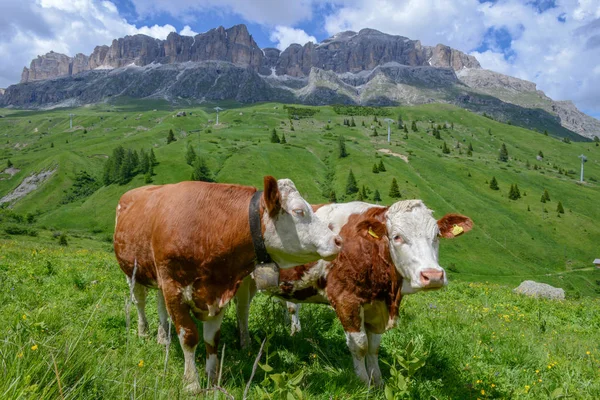 イタリアのドロミテ アルプスの牛の群れ — ストック写真