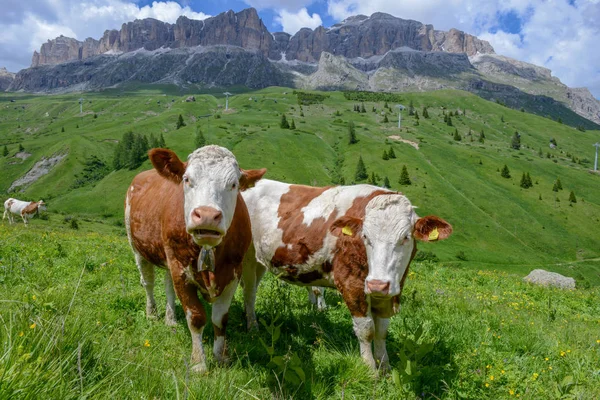 牛牧群在白云岩阿尔卑斯在意大利 — 图库照片