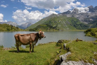 Engelberg İsviçre Alpleri üzerinde üzerinde göl Truebsee önünde inek
