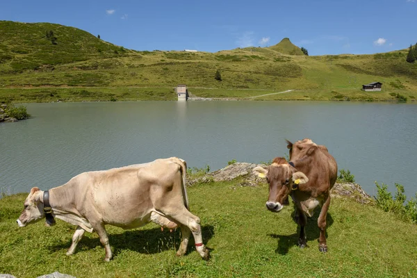Truebsee 湖前的奶牛在瑞士阿尔卑斯山上空恩格尔伯格 — 图库照片