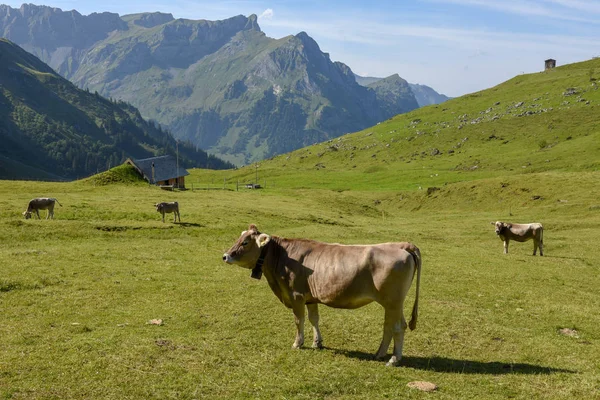 Brown Koeien Alpen Weide Bij Engelberg Zwitserse Alpen — Stockfoto