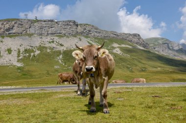 Melchsee-Frutt İsviçre Alpleri üzerinde inekler otlatma