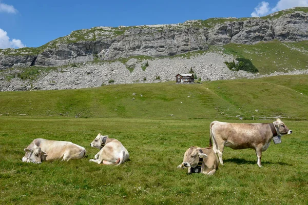 在瑞士阿尔卑斯山 Melchsee Frutt 的放牧奶牛 — 图库照片