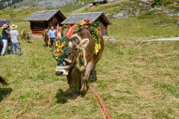 Engstlenalp Suiza Agosto 2018 Vaca Decorada Con Flores Banderas Trashumancia —  Fotos de Stock