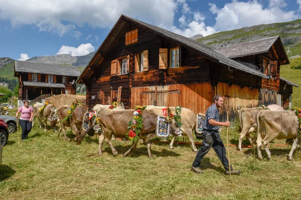 Engstlenalp Svájc 2018 Augusztus Tehén Díszített Virágok Zászlókat Éves Vándorlegeltetési — Stock Fotó