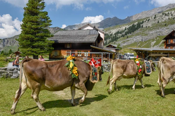 Engstlenalp Suiza Agosto 2018 Vaca Decorada Con Flores Banderas Trashumancia —  Fotos de Stock