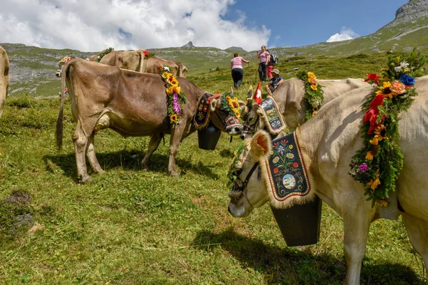 Engstlenalp 2018年8月4日 在瑞士阿尔卑斯山的 Engstlenalp 每年季节性牲畜移动上用鲜花和旗帜装饰的母牛 — 图库照片