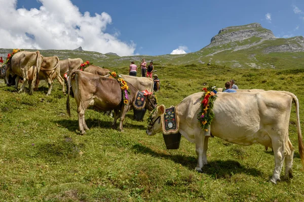 Engstlenalp 2018年8月4日 在瑞士阿尔卑斯山的 Engstlenalp 每年季节性牲畜移动上用鲜花和旗帜装饰的母牛 — 图库照片