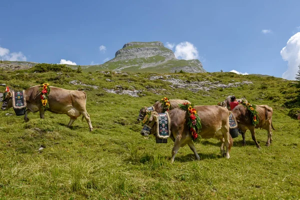 Engstlenalp 2018年8月4日 在瑞士阿尔卑斯山的 Engstlenalp 每年季节性牲畜移动上用鲜花和旗帜装饰的母牛 — 图库照片