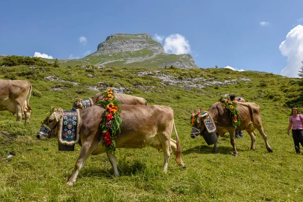 Engstlenalp Szwajcaria Sierpień 2018 Krowa Ozdobione Kwiatami Flagi Roczne Sezonowego — Zdjęcie stockowe