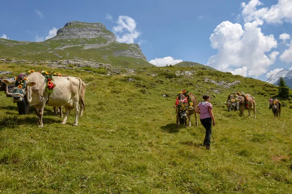 Engstlenalp 2018年8月4日 在瑞士阿尔卑斯山的 Engstlenalp 每年季节性牲畜移动上用鲜花和旗帜装饰的母牛 — 图库照片