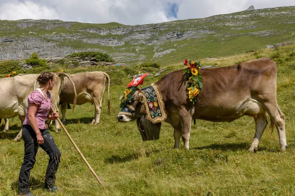 Engstlenalp 2018年8月4日 在瑞士阿尔卑斯山的 Engstlenalp 每年季节性牲畜移动上用鲜花和旗帜装饰的母牛 — 图库照片