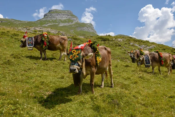 Engstlenalp 2018年8月4日 在瑞士阿尔卑斯山的 Engstlenalp 每年季节性牲畜移动上用鲜花和旗帜装饰的母牛 — 图库照片