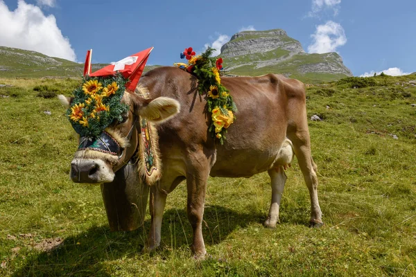 Engstlenalp Švýcarsko Srpna 2018 Kráva Zdobené Květinami Vlajky Roční Sezonního — Stock fotografie