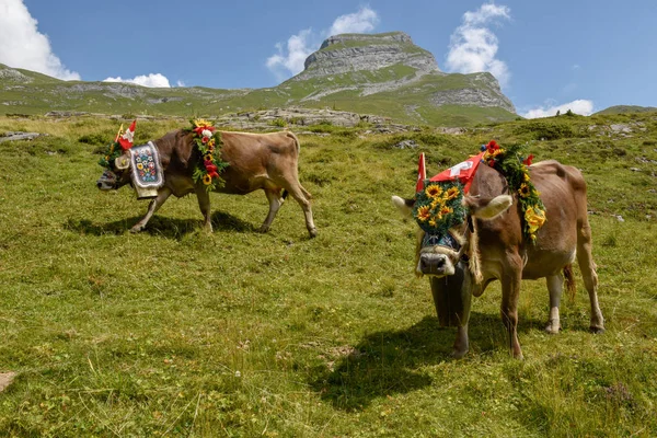 Engstlenalp 2018年8月4日 在瑞士阿尔卑斯山的 Engstlenalp 每年季节性牲畜移动上用鲜花和旗帜装饰的母牛 — 图库照片