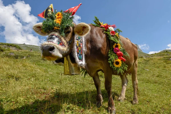 Engstlenalp Švýcarsko Srpna 2018 Kráva Zdobené Květinami Vlajky Roční Sezonního — Stock fotografie