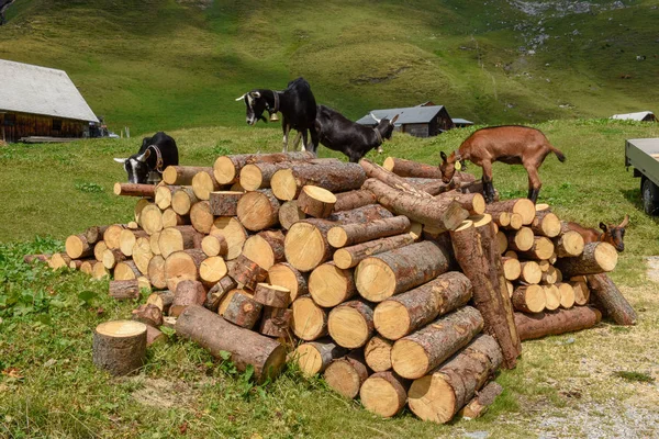 Chèvres Debout Sur Des Troncs Arbres Bois Tannen Dans Les — Photo